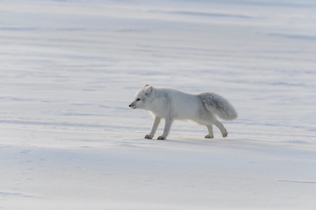 Volpe artica selvaggia (vulpes lagopus) nella tundra nel periodo invernale.