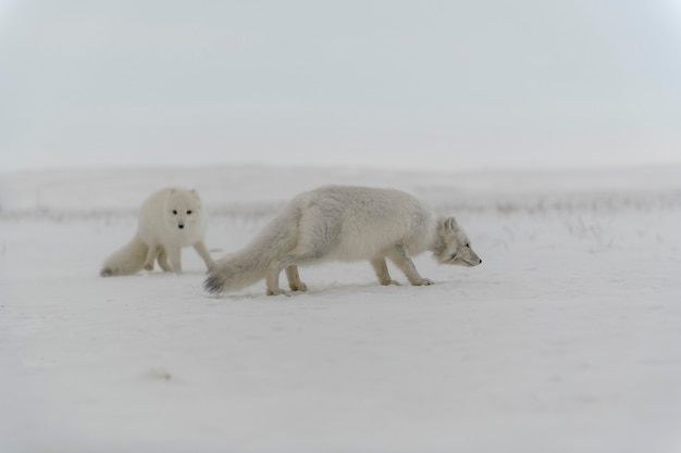 Wild arctic fox (Vulpes Lagopus) in tundra in winter time.