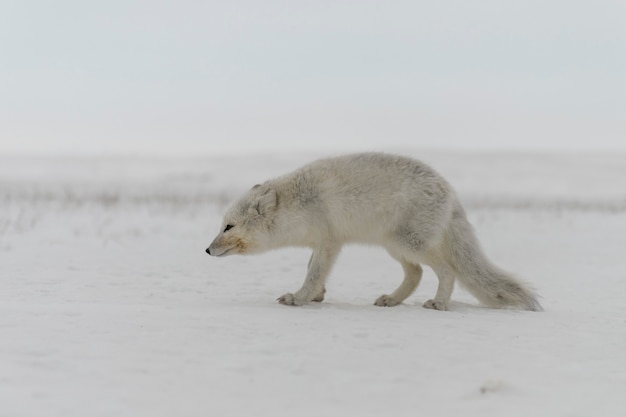 Wild arctic fox (Vulpes Lagopus) in tundra in winter time.