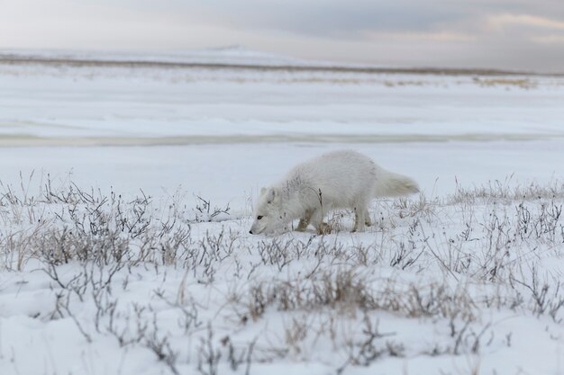 Foto volpe artica selvaggia (vulpes lagopus) nella tundra nell'orario invernale.