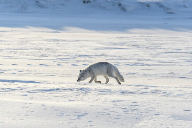 Wild arctic fox (Vulpes Lagopus) in tundra in winter time.