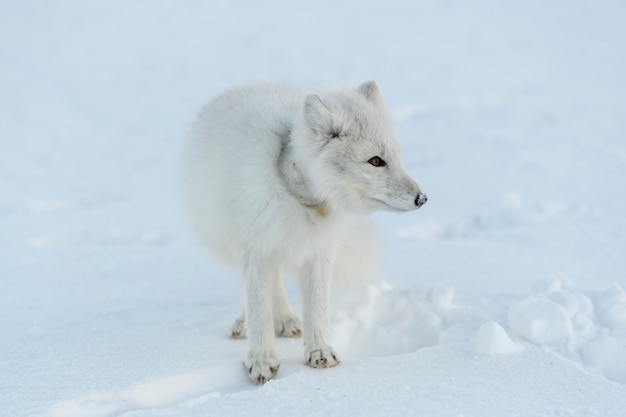 Photo wild arctic fox with plastic on his neck in winter tundra ecology problem plastic pollution