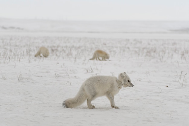 겨울 툰드라에서 목에 플라스틱이 달린 야생 북극 여우