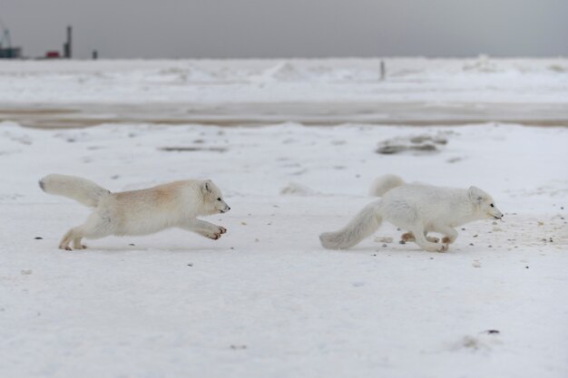 Volpi artiche selvatiche che combattono nella tundra nell'orario invernale. volpe artica bianca aggressiva.