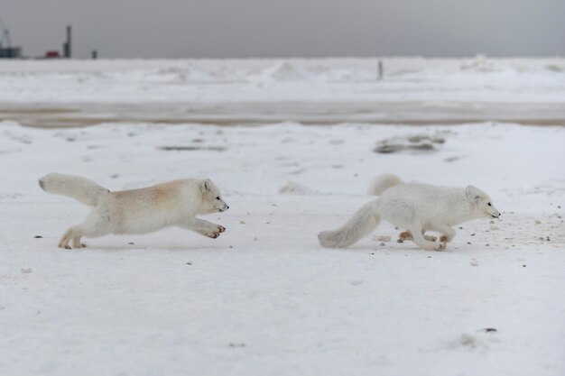 Wild arctic foxes fighting in tundra in winter time. White arctic fox aggressive.