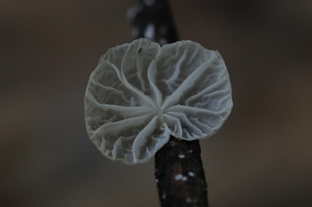 Foto frutti di ardisia selvatica