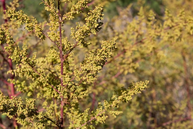 山の野生のアルテミシア annua 植物