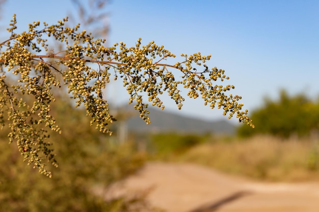 山の野生のアルテミシア annua 植物