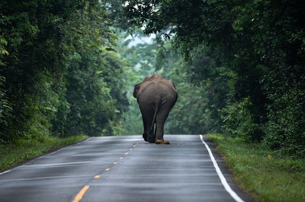 Wild Asian Elephant walking, lay down on the ground, relaxing on the grass flield. Khao Yai Nature Park, Thailand. wild aminal