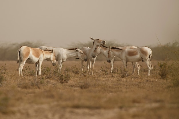 Asini selvatici nel deserto