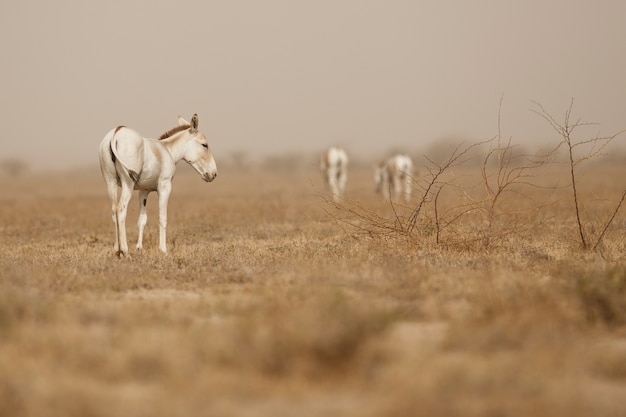 wild asses in the desert