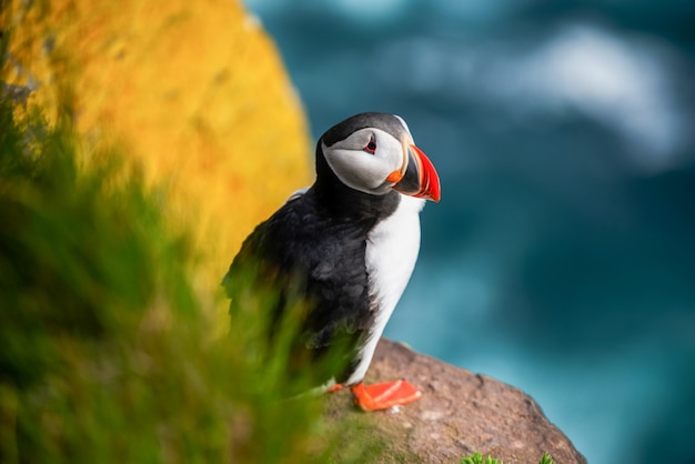 Wild Atlantic puffin seabird in the auk family.