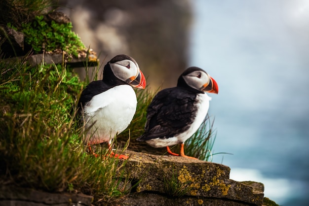 Wild Atlantic puffin seabird in the auk family.