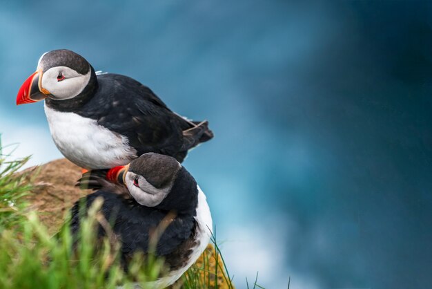 Wild Atlantic puffin seabird in the auk family.