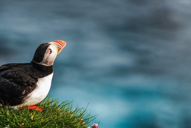 Foto uccello marino selvaggio del puffino atlantico nella famiglia di auk.