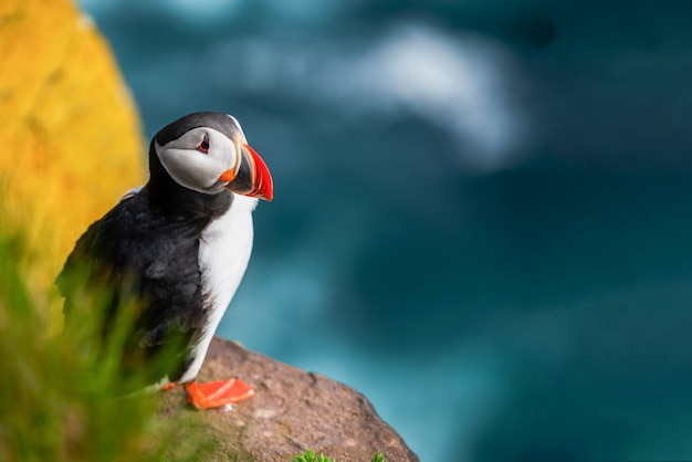 Wild Atlantic puffin seabird in the cliff