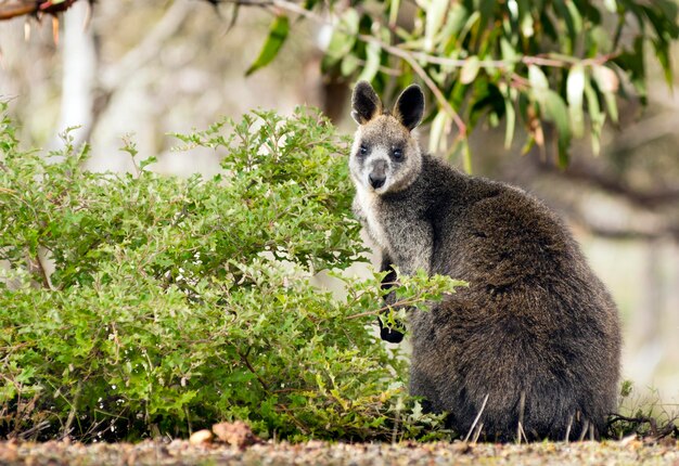 Foto wallaby selvaggio nativo dell'australia nella regione dei grampians di victoria