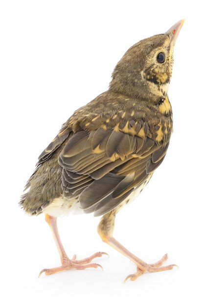 Wild baby bird on white