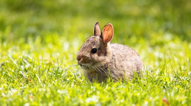 緑の草の上に座って食べている野生の赤ちゃんウサギ
