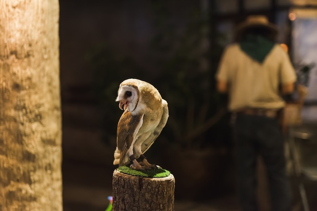 Wild barn owl