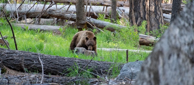 Wild bear in Yosemite National Park