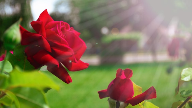 Bella rosa rossa selvaggia primo piano sfondo rosa