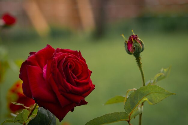 Wild beautiful red rose closeup Rose Background