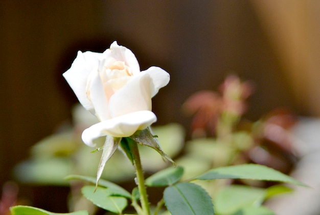 田園地帯に咲く蜜を持つ野生の美しさの花