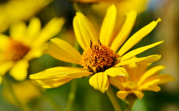 Wild beauty flower with nectar blooming in field countryside