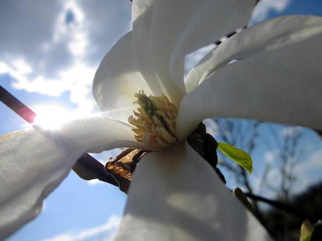 Wild beauty flower with nectar blooming