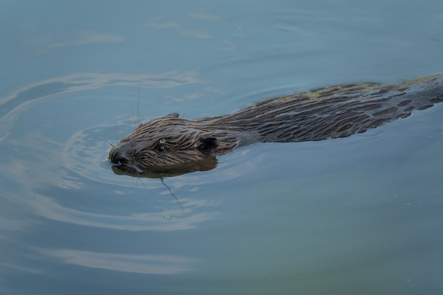 Wild beaver eating in the river