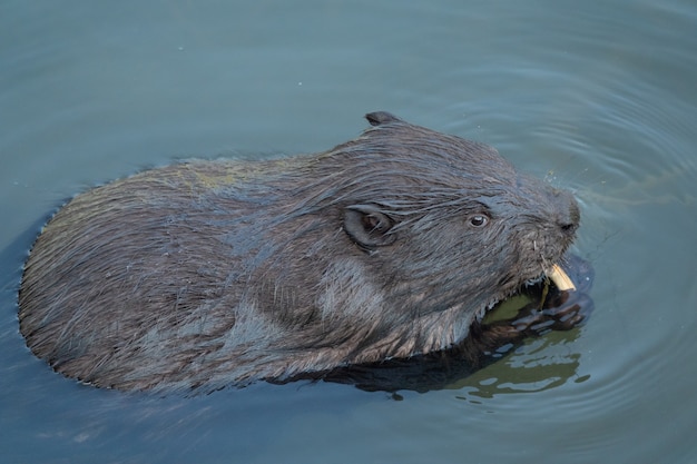 Wild beaver eating in the river