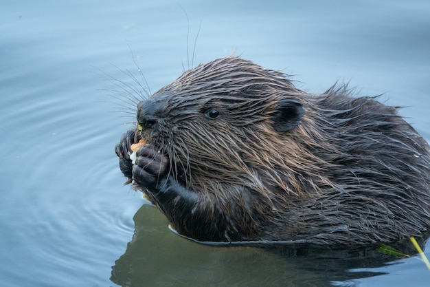 Wild beaver eating in the river