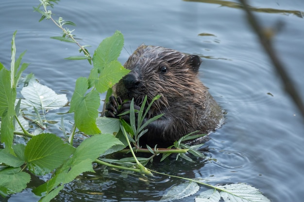 Wild beaver eating in the river