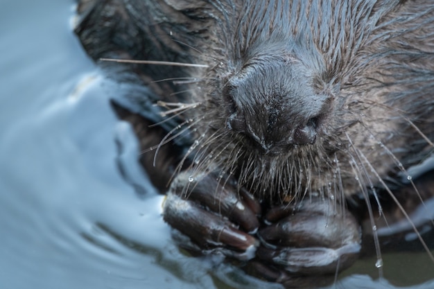 Wild beaver eating in the river