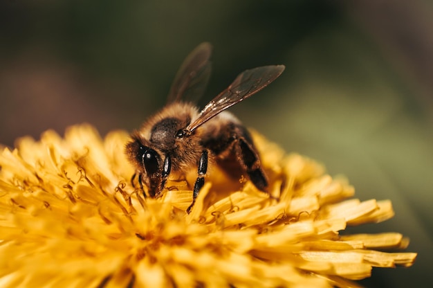 Wild bee close up on yellow dandelion in the green field