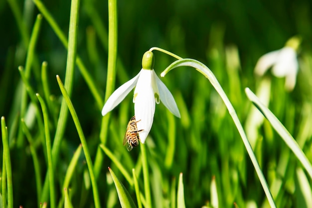 A wild bee collects nectar from a forest snowdrop for honey