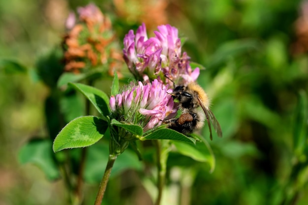 野生のミツバチが蜜を集める