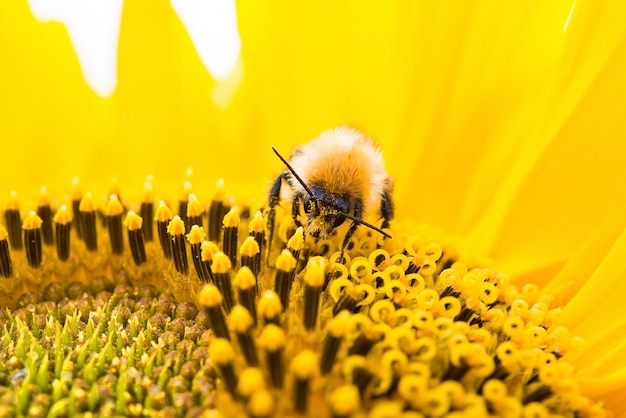 Wild bee collects pollen, nectar in yellow sunflower flower, selective focus