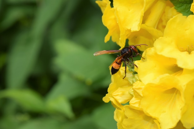 Photo wild bee on yellow flowers of tecoma tree