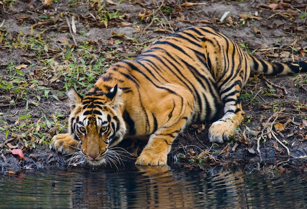 Wild Bengal Tiger drinking water from a pond in the jungle. India.