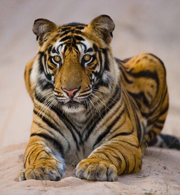 Tigre selvaggia del bengala sdraiato sulla strada nella giungla. india.