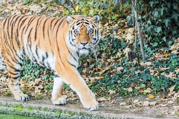 写真 ジャングルの中で野生のベンガルトラ（panthera tigris tigris）