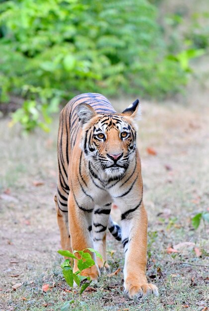 Wild bengal tiger stalking prey nature's fierce hunter in action untamed elegance captured