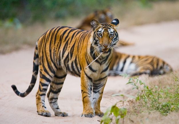 Wild Bengal tiger standing on the road in the jungle. India.