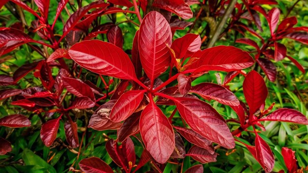 Wild betel leafbush or piper sarmentosum roxb