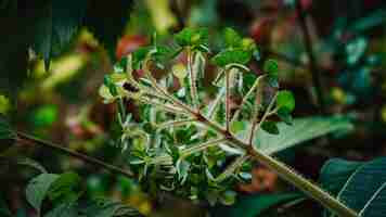 Photo wild betel leafbush or piper sarmentosum roxb