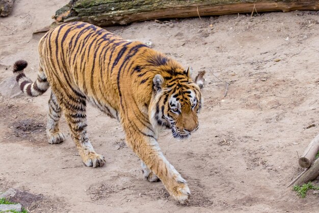 野生の大きな動物の大人の縞模様の虎