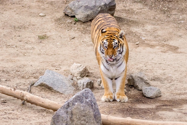 Wild big animal adult striped tiger