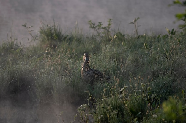Дикая птица обыкновенная серая утка ранним утром на озере в тумане в траве с росой